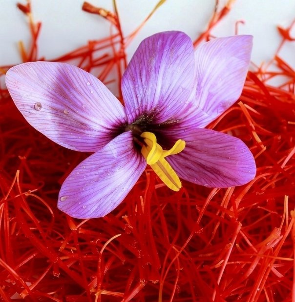 ProNature Ingredients